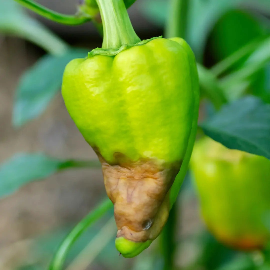 Chilli Seeds NZ Bacterial rot damage to a chilli