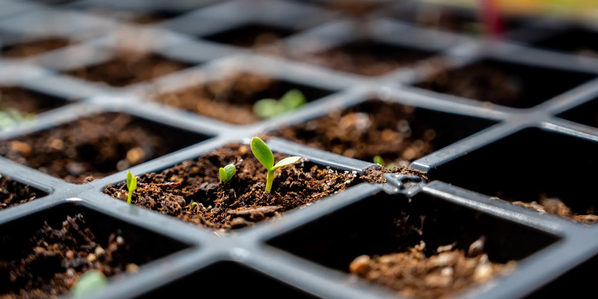 Chilli Seeds NZ Chilli seedling starting to shoot