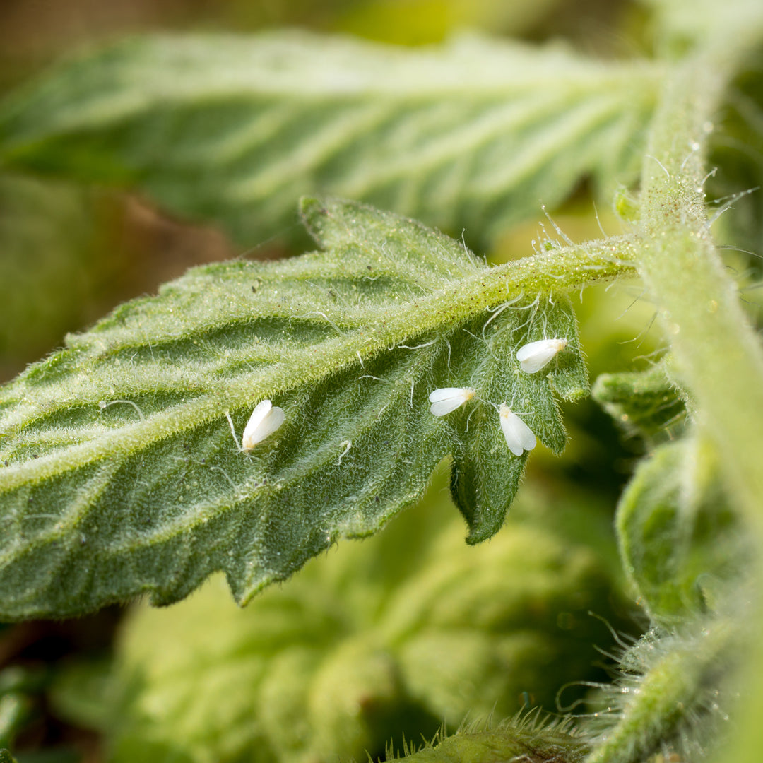 Chilli Seeds NZ Close up photo of leave with Whiteflies on