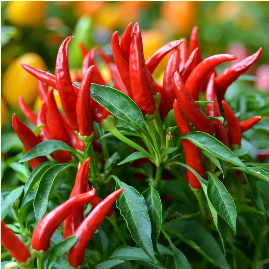 Chilli Seeds NZ Birds Eye Chilli Pods