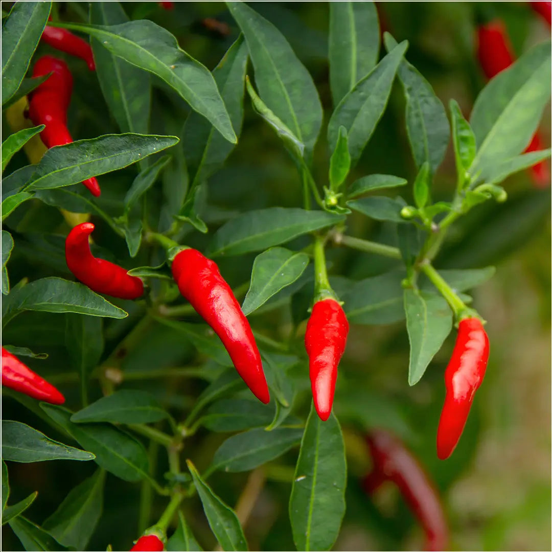 Chilli Seeds NZ Birds Eye Chilli Pods