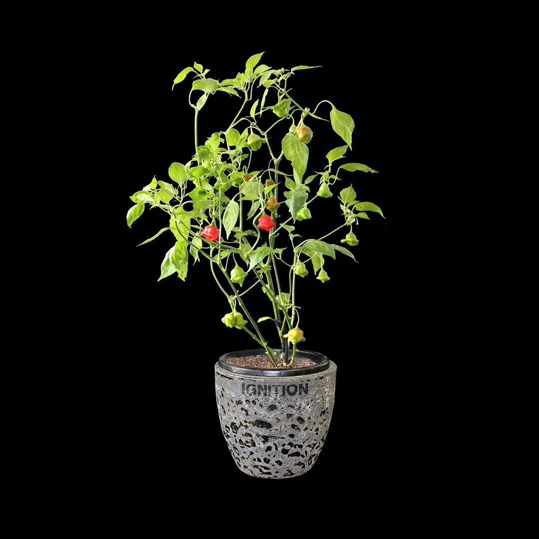 Chilli Seeds NZ Bishops Crown Chilli Plant