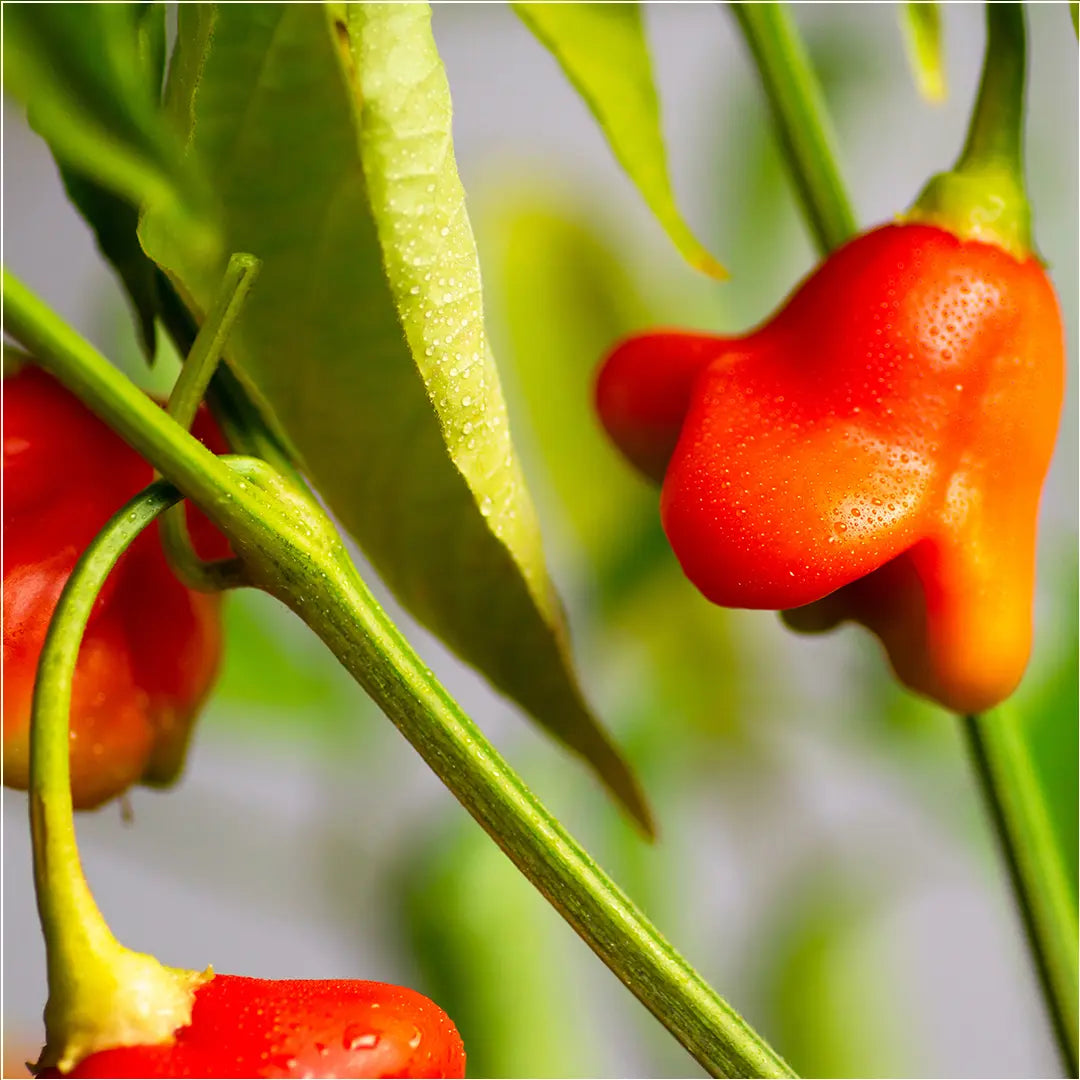 Chilli Seeds NZ Bishops Crown Chilli Pods