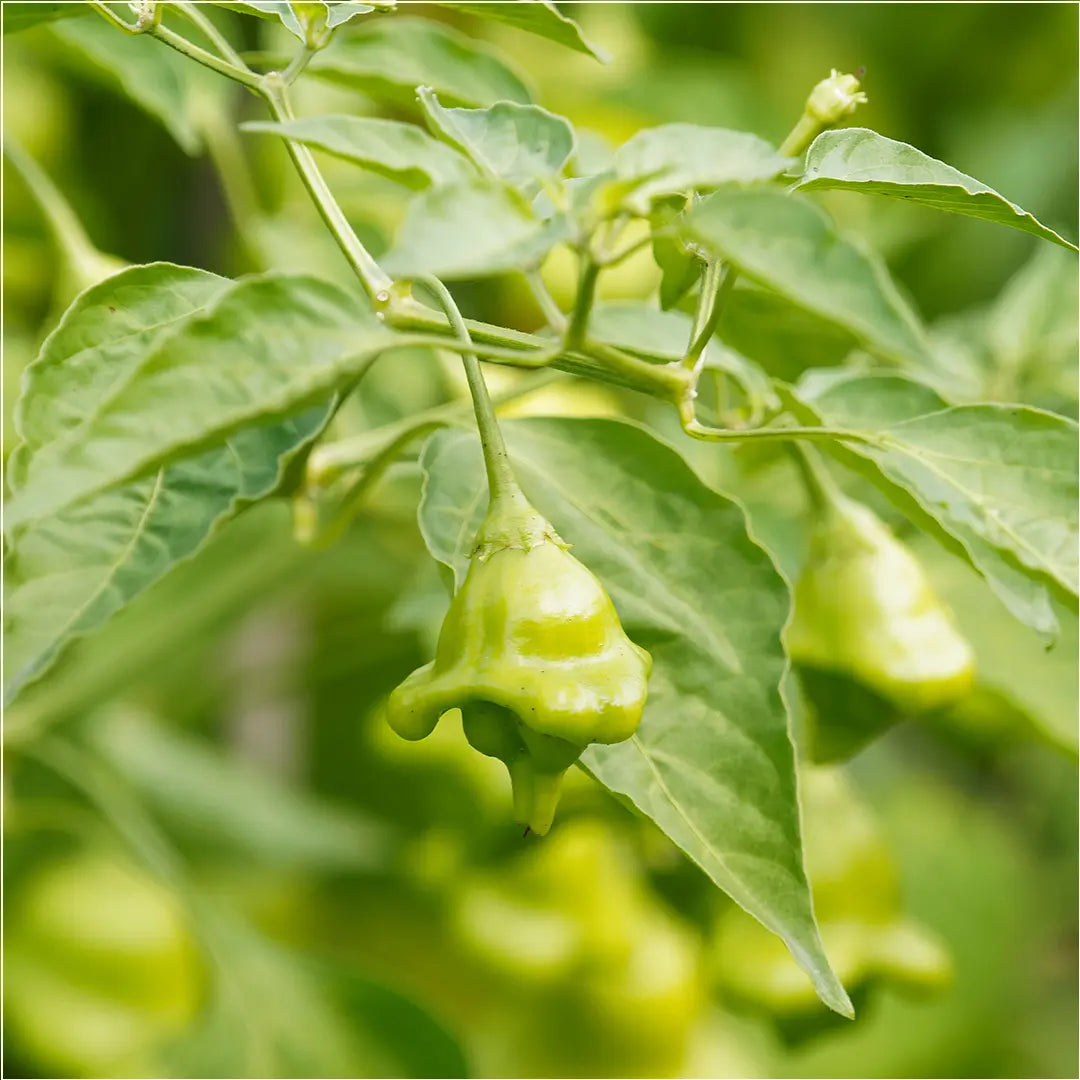 Chilli Seeds NZ Bishops Crown Chilli Pod