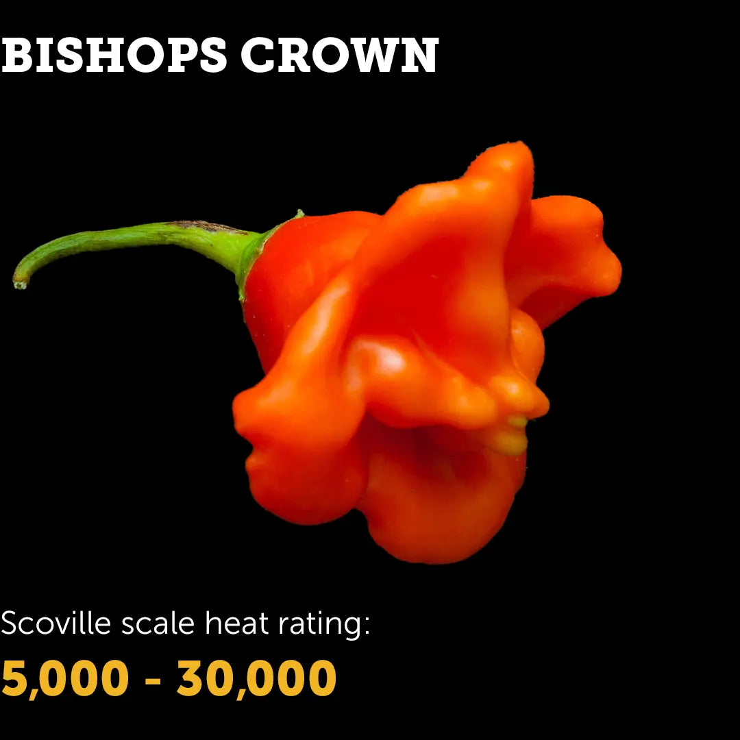 Chilli Seeds NZ Bishops Crown Chilli