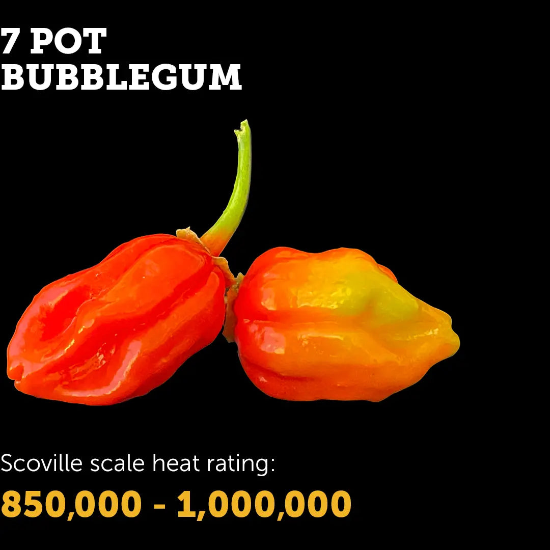 Chilli Seeds NZ 7 Pot Bubblegum Chillies