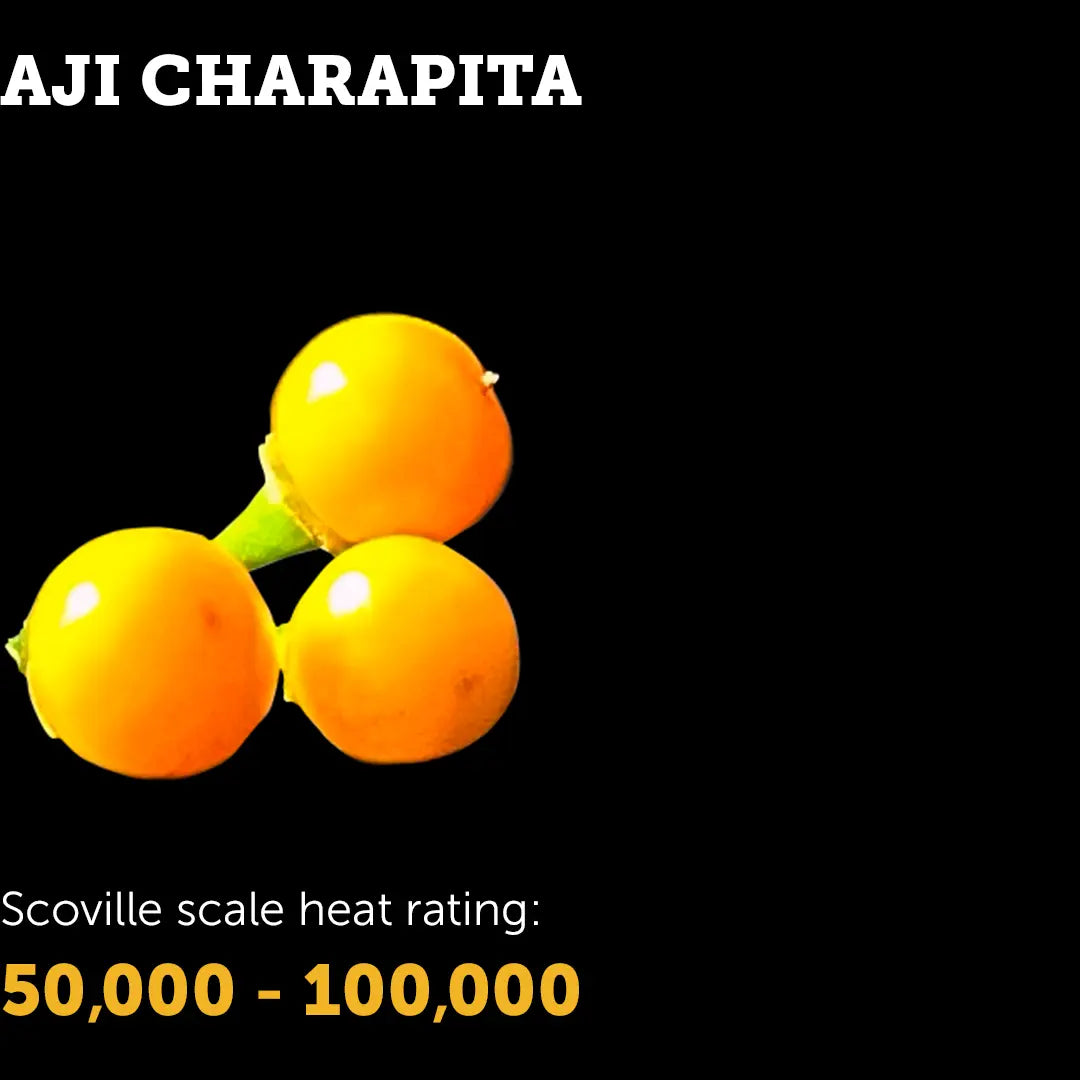 Chilli Seeds NZ Aji Charapita Chillies