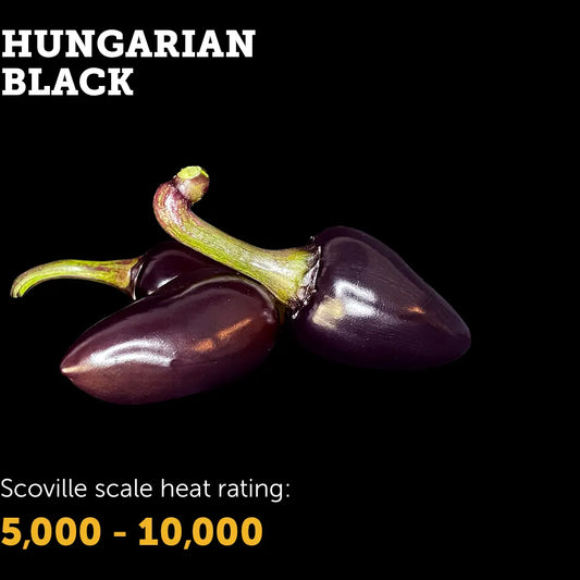 Chilli Seeds NZ  Hungarian Black Chillies