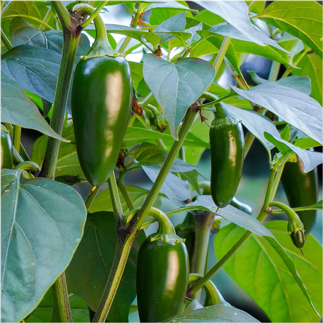 Chilli Seeds NZ Jalapeño Chilli Pods