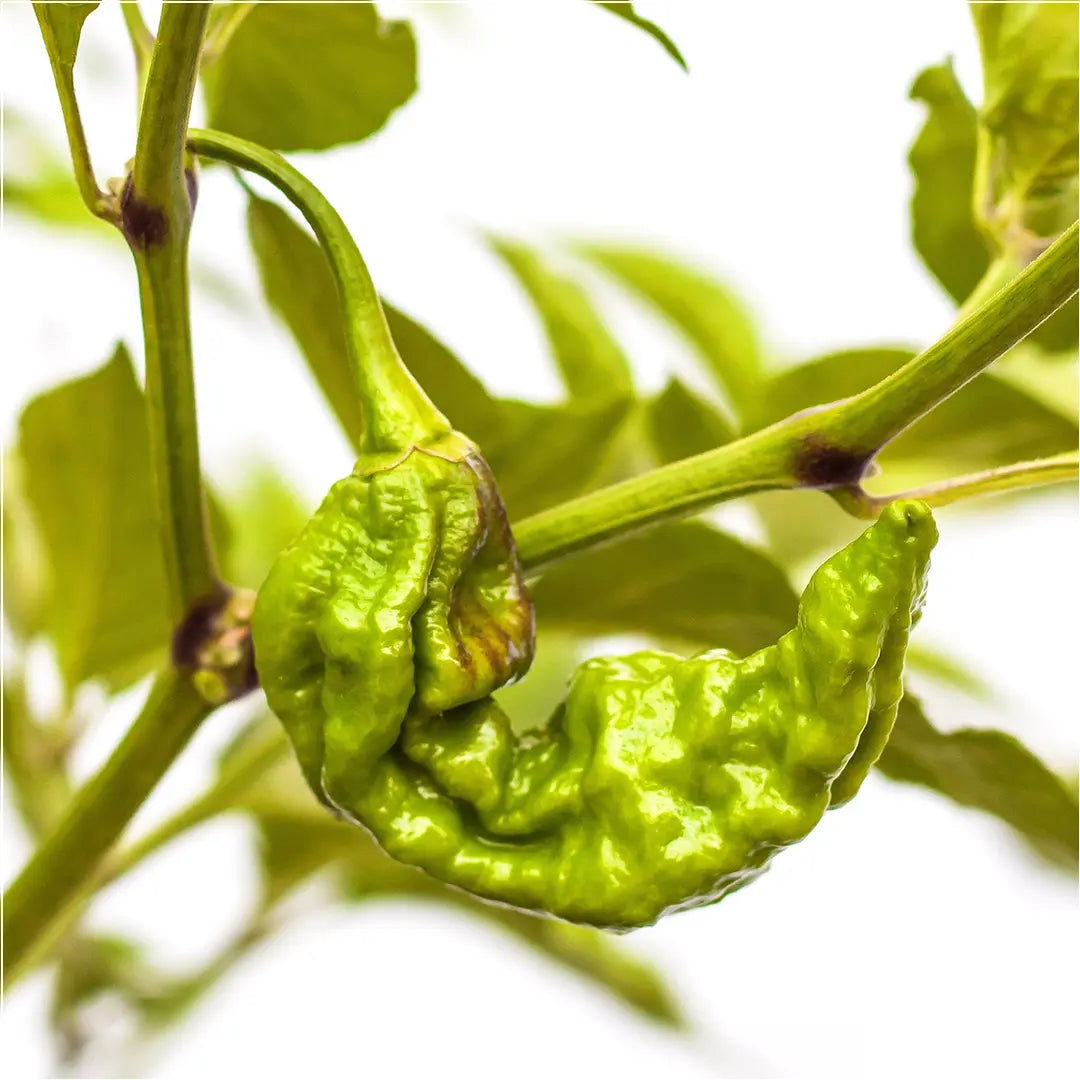 Chilli Seeds NZ Chocolate Bhut Jolokia Chilli Pod