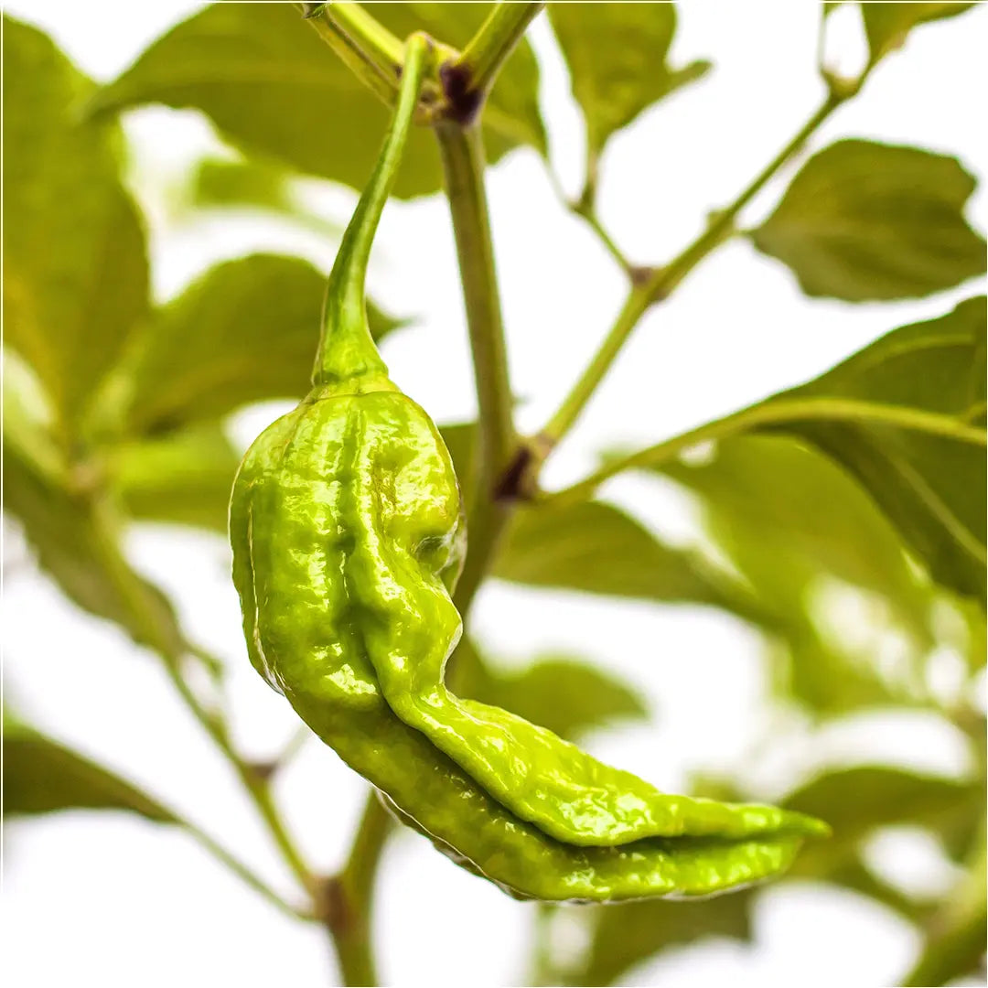 Chilli Seeds NZ Chocolate Bhut Jolokia Chilli Pod