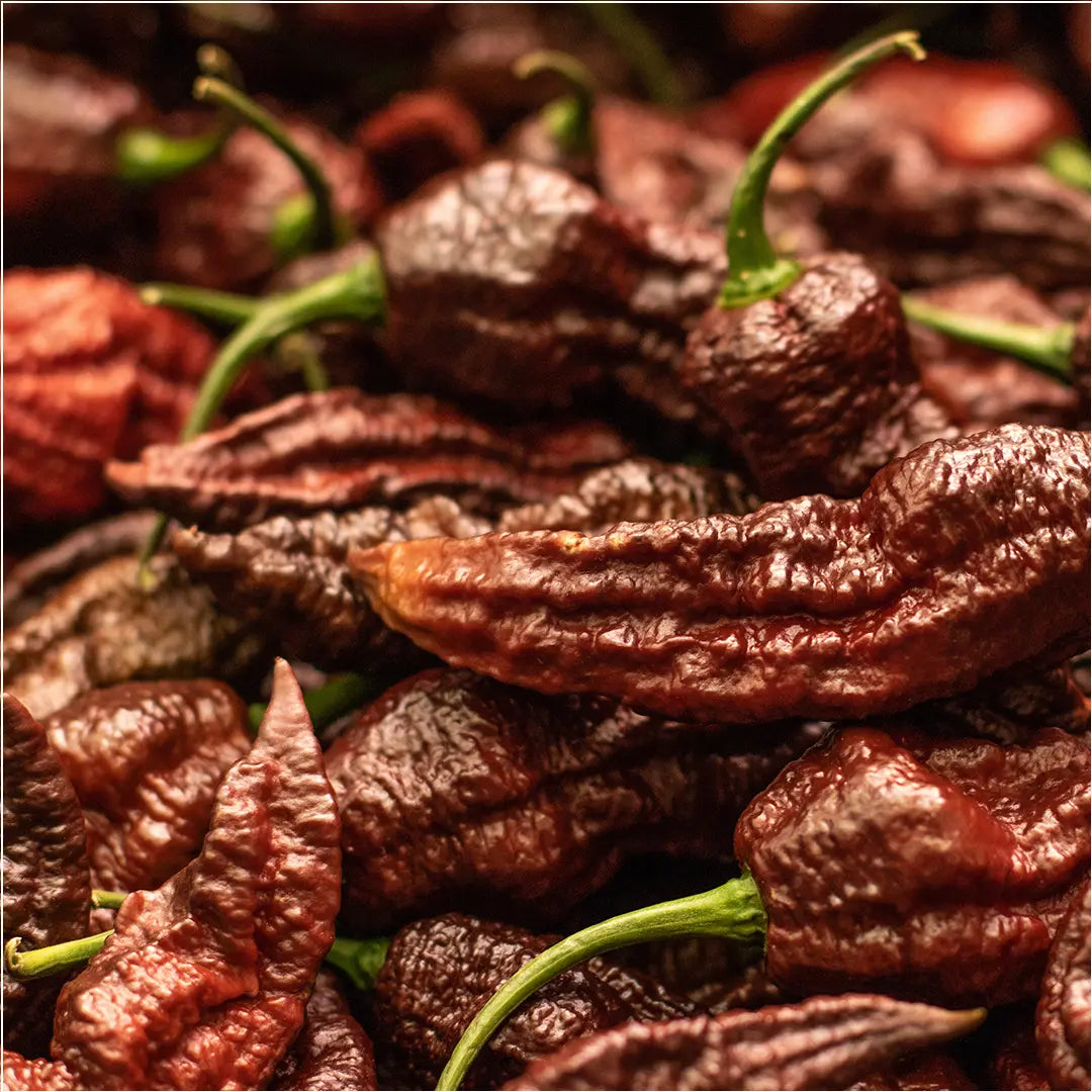 Chilli Seeds NZ Chocolate Bhut Jolokia Chilli Pods