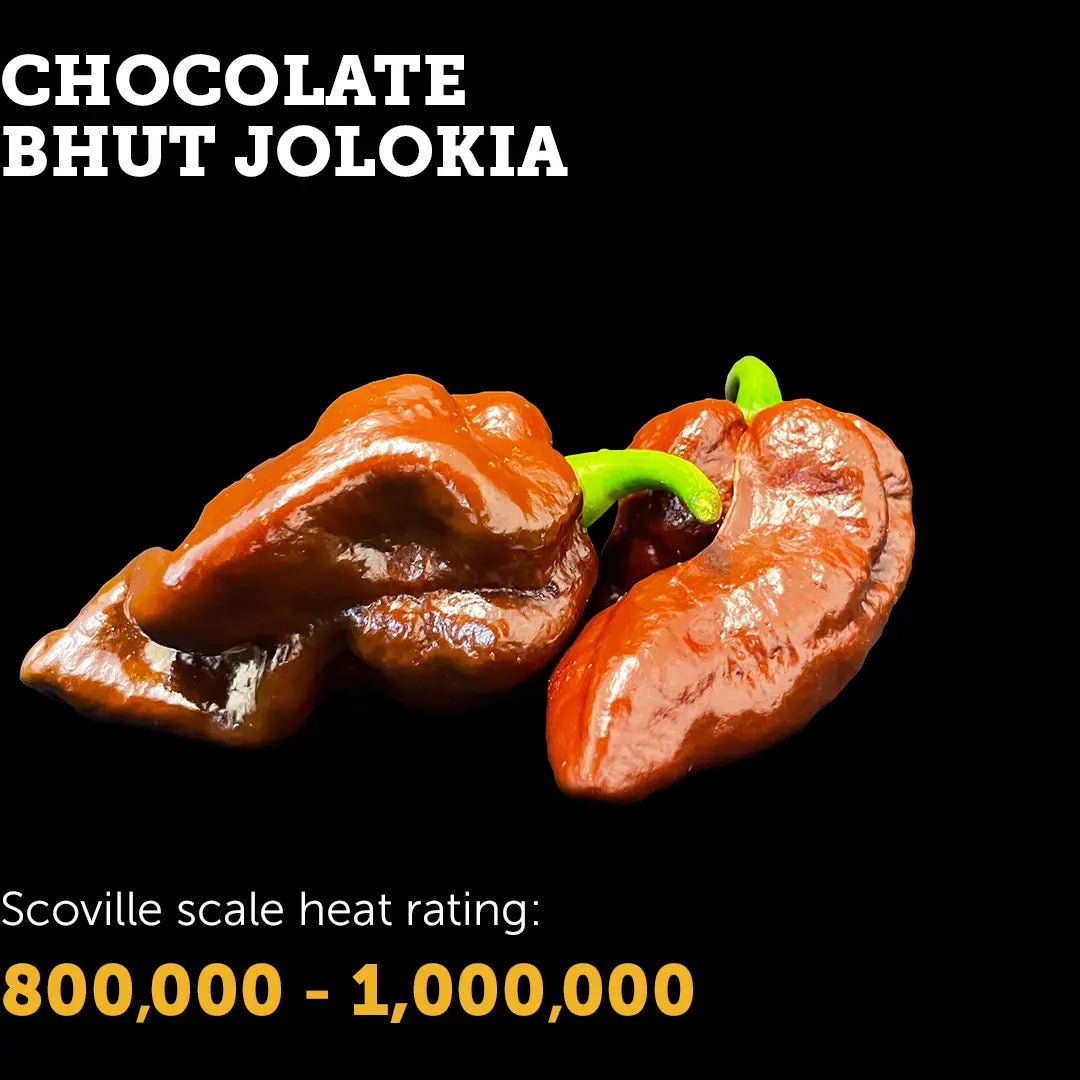 Chilli Seeds NZ Chocolate Bhut Jolokia Chillies