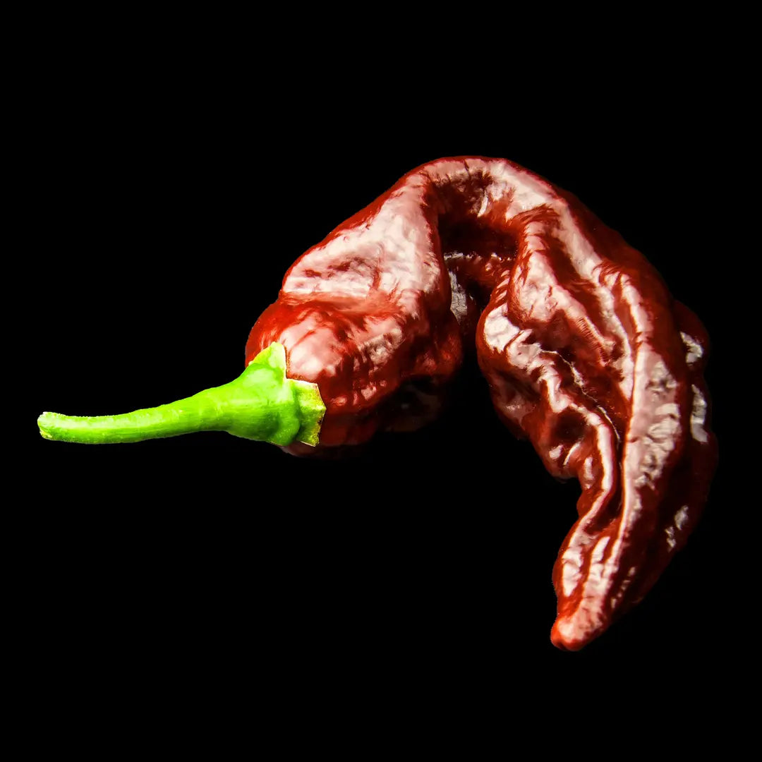 Chilli Seeds NZ Chocolate Bhut Jolokia Chilli