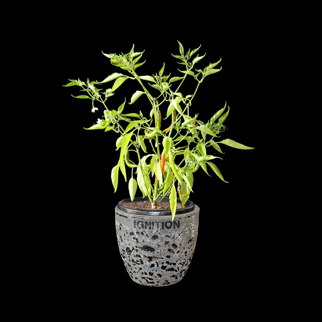 Chilli Seeds NZ Indian Jwala Chilli Plant