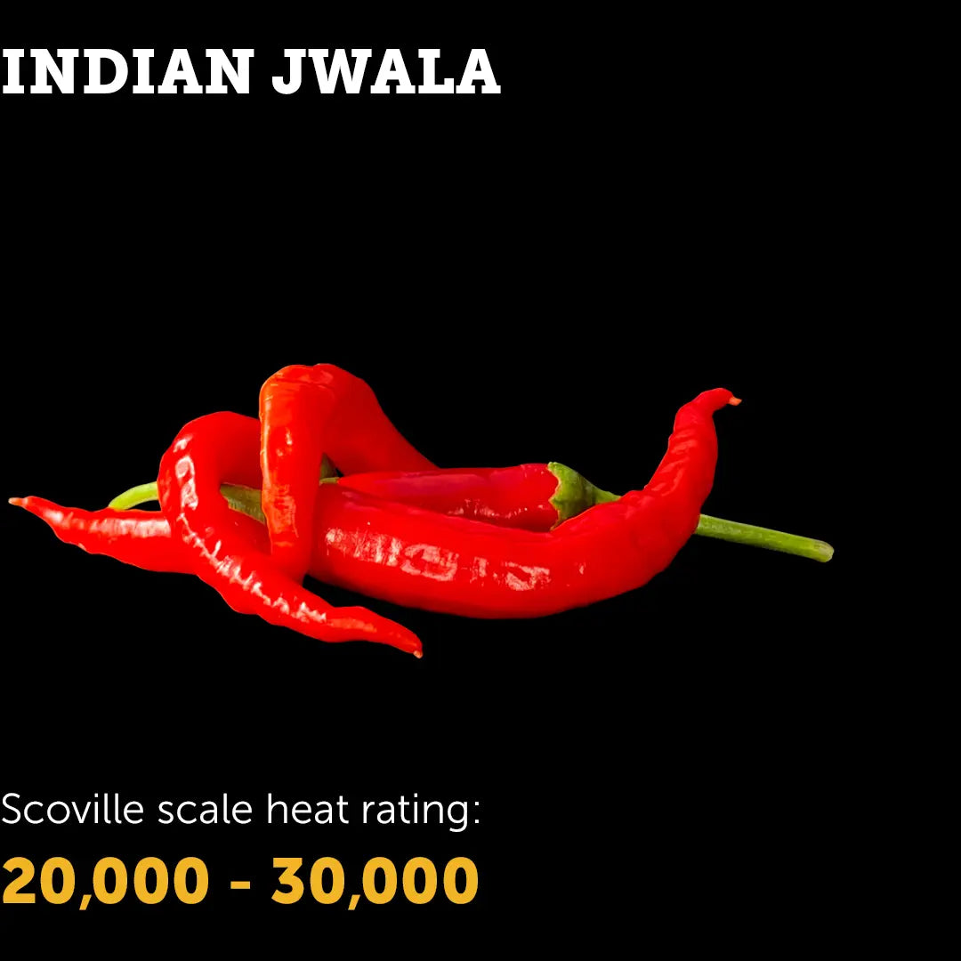 Chilli Seeds NZ Indian Jwala Chillies