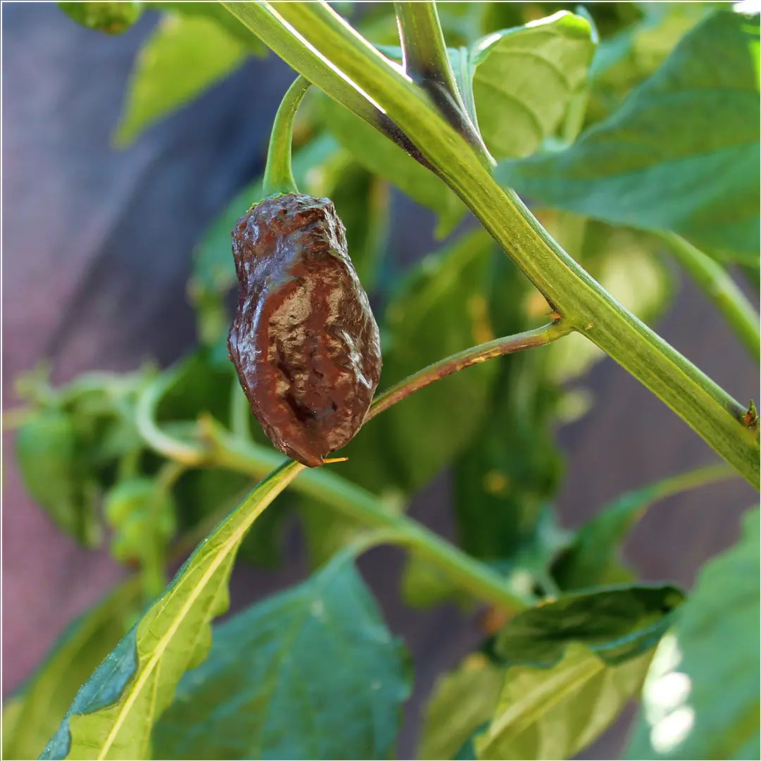 Chilli Seeds NZ Big Black Mama Chilli Pod