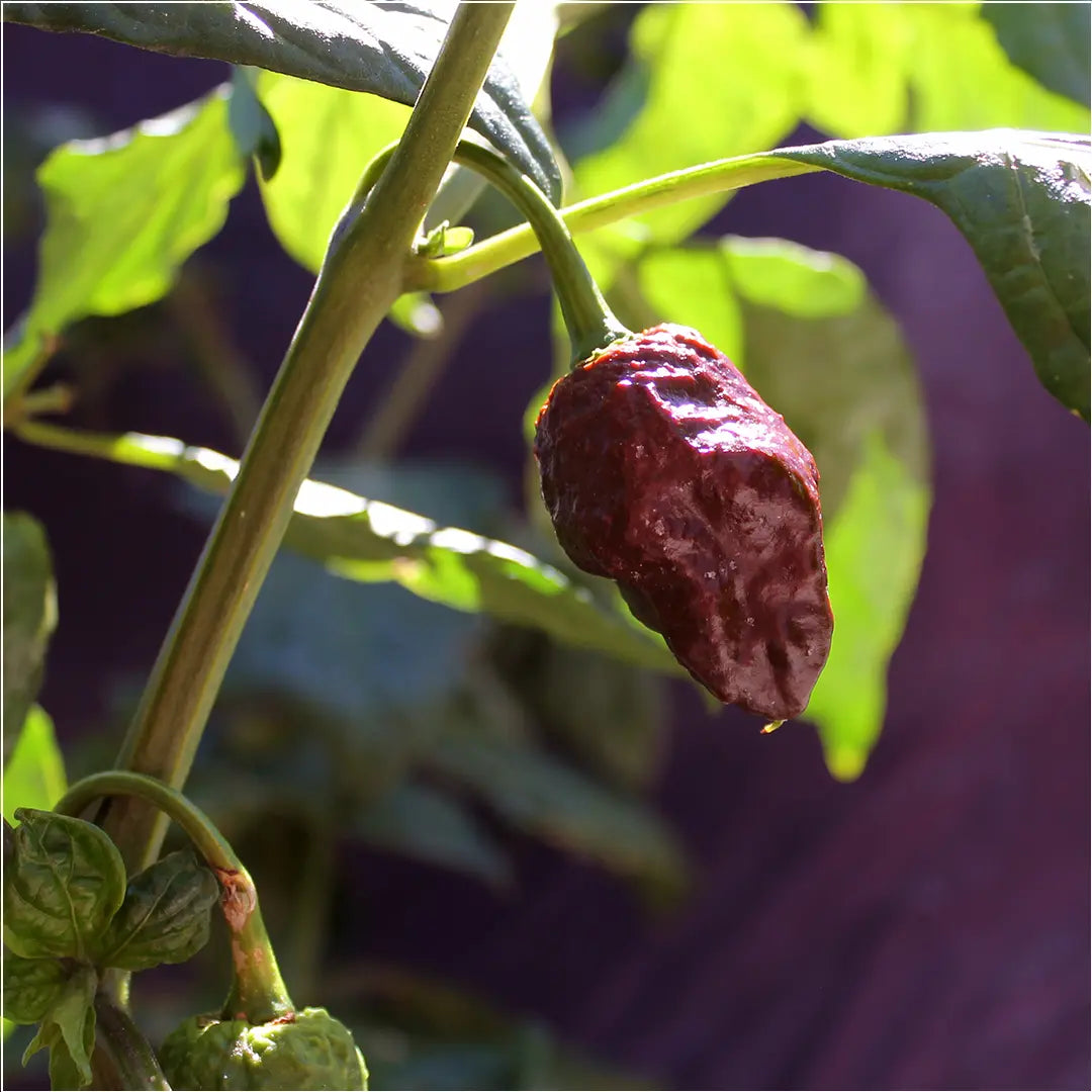 Chilli Seeds NZ Big Black Mama Chilli Pod