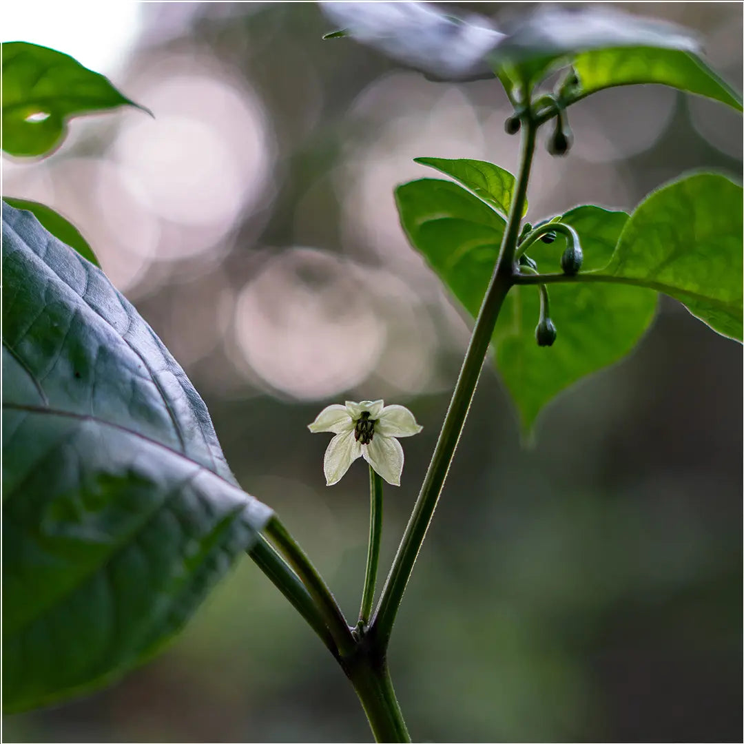 Chilli Seeds NZ Carolina Reaper (Orange) Flower