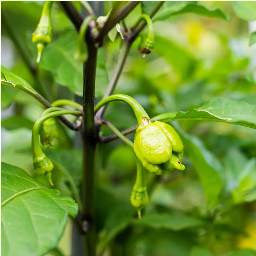 Chilli Seeds NZ Carolina Reaper (Orange) Chilli Pods