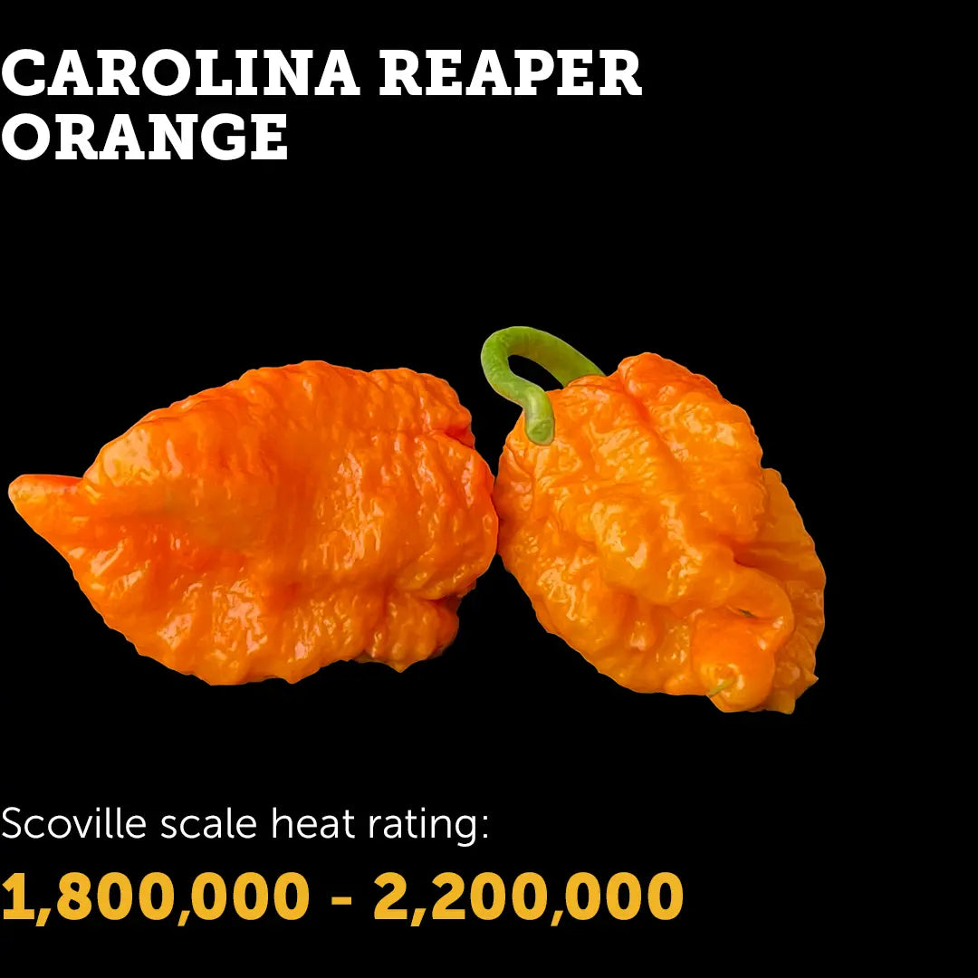 Chilli Seeds NZ Carolina Reaper (Orange) Chillies