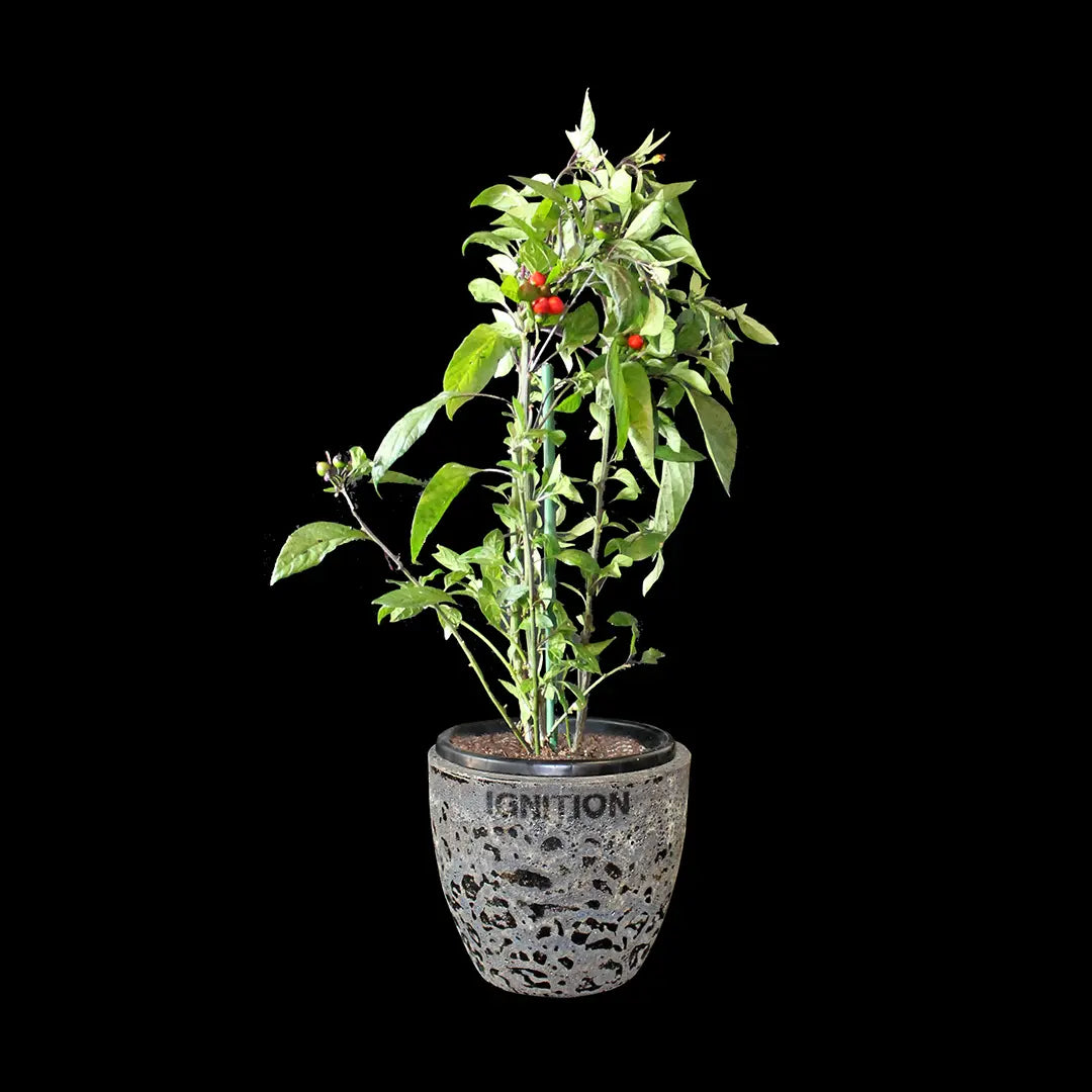 Chilli Seeds NZ Black Pearl Plant