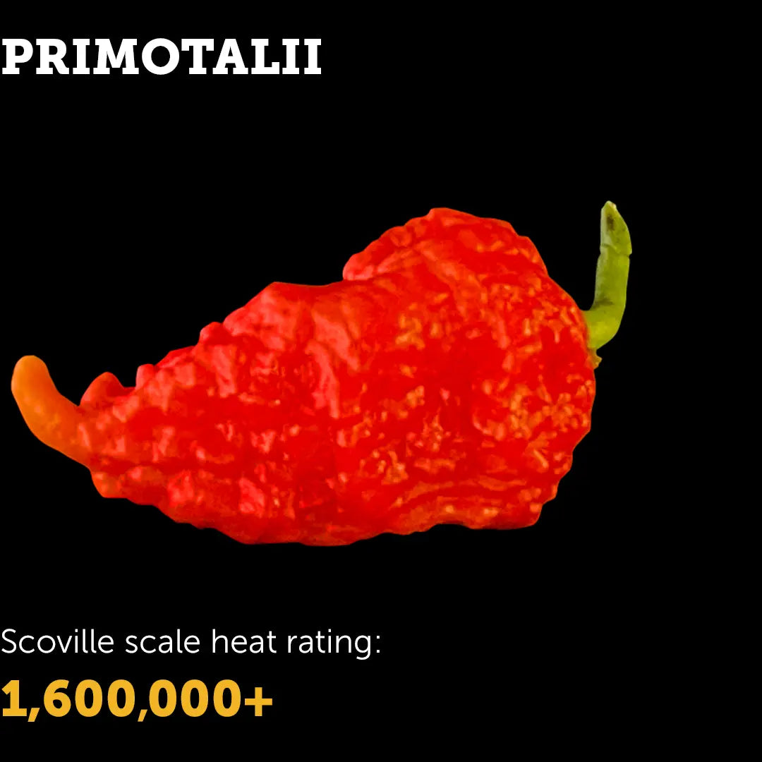 Chilli Seeds NZ Primotalii Chilli