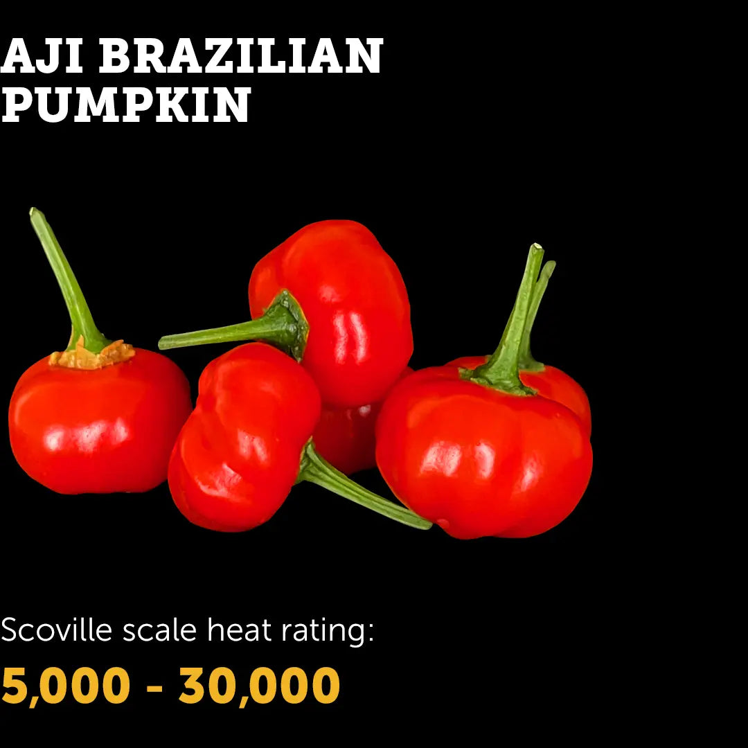 Chilli Seeds NZ Aji Brazilian Pumpkin Chillies