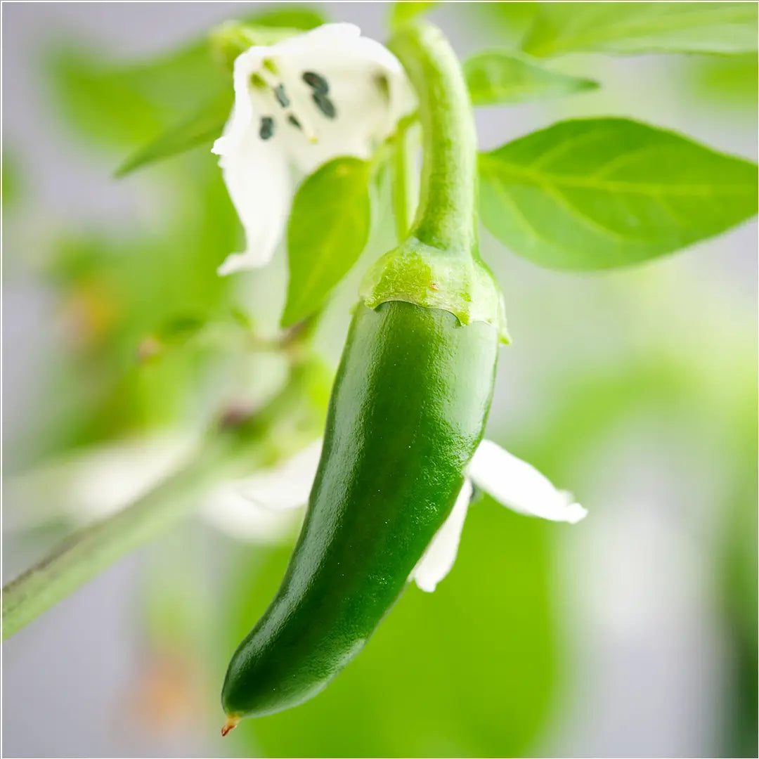 Chilli Seeds NZ Serrano Chilli Pod