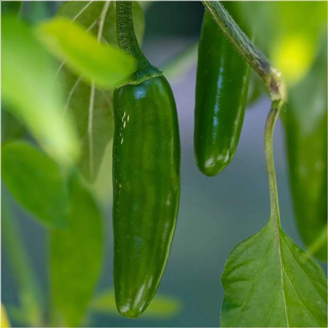 Chilli Seeds NZ Serrano Chilli Pods