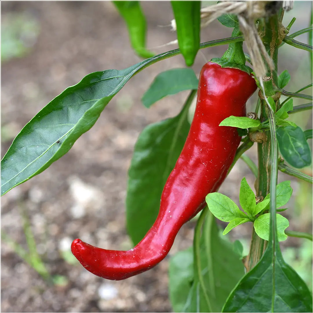 Chilli Seeds NZ Shishito Chilli Pod