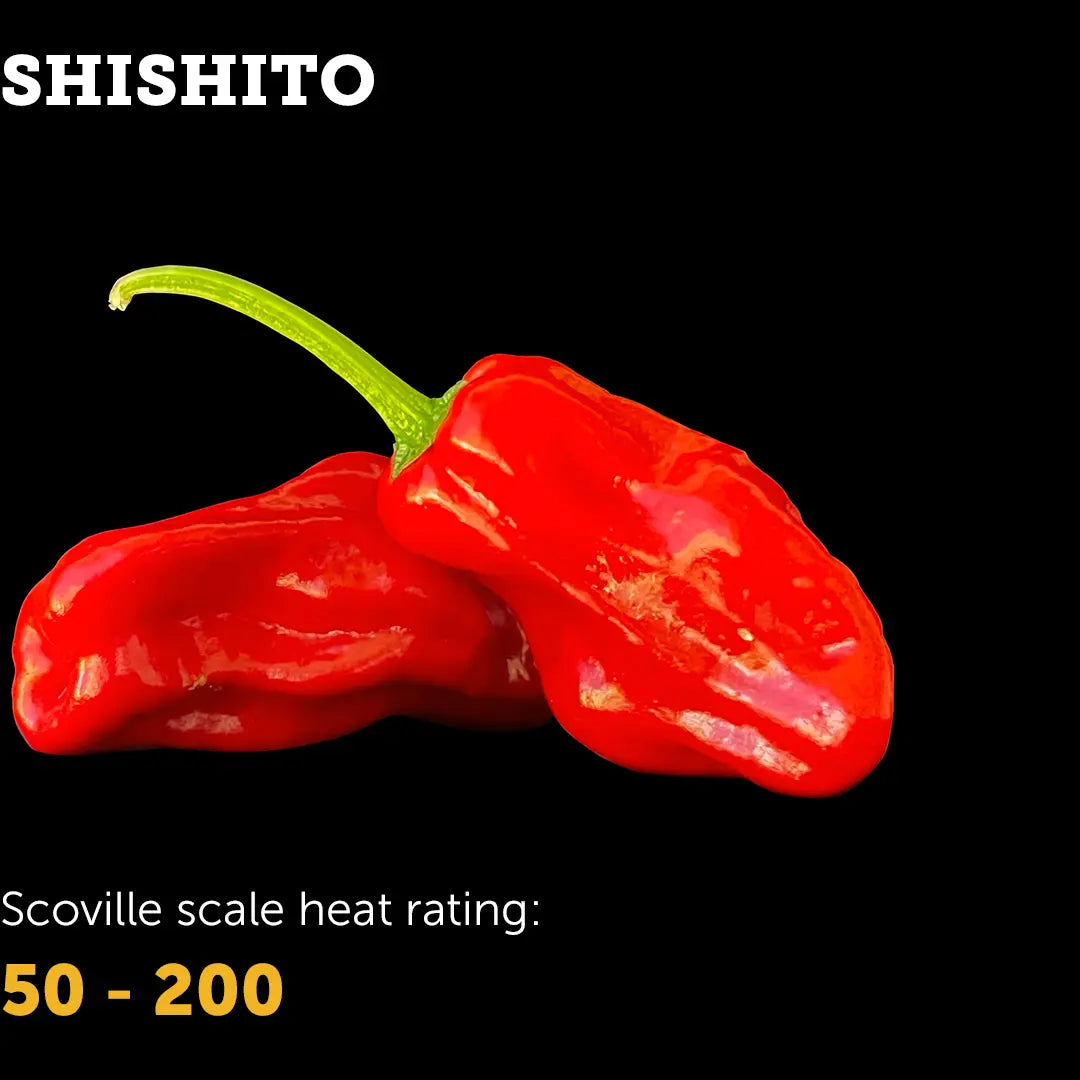 Chilli Seeds NZ Shishito Chillies